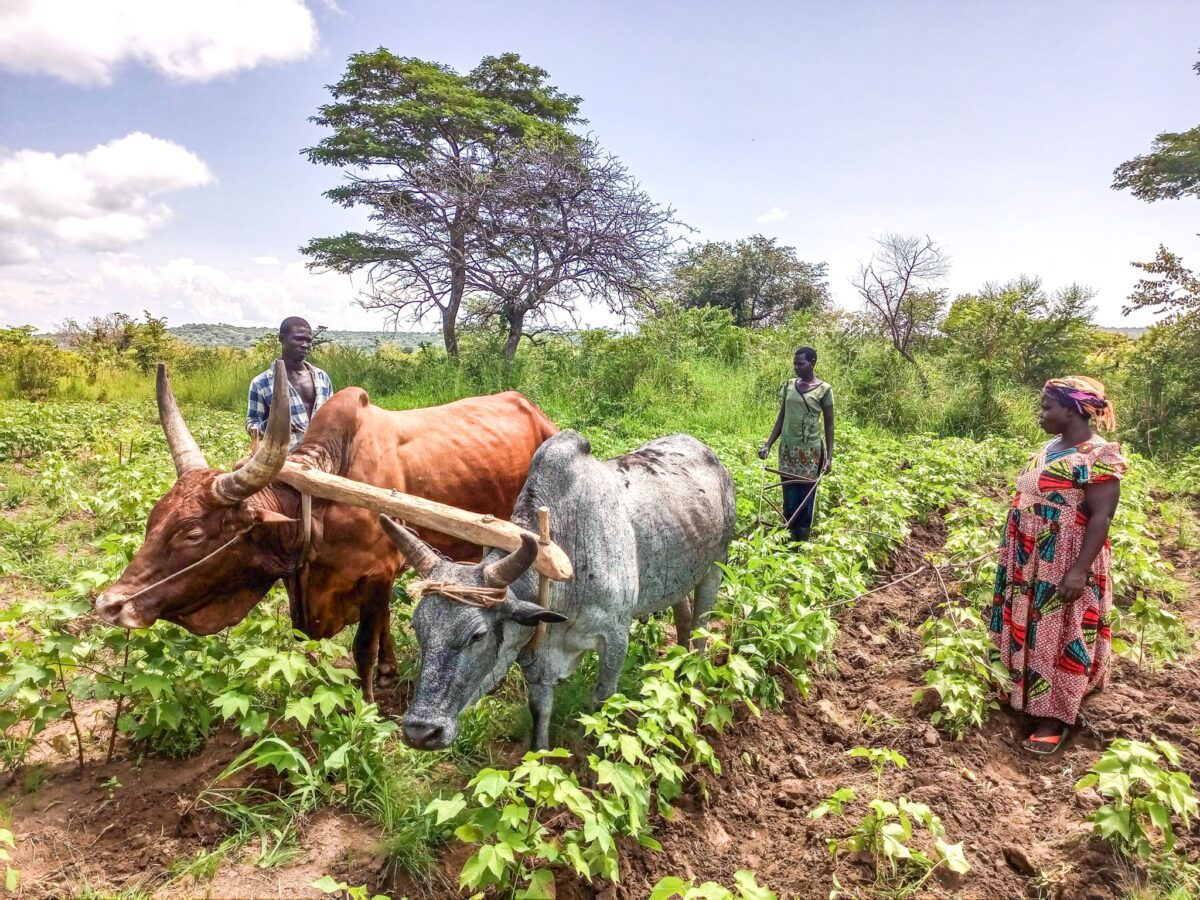 Farmers ploughing a field with oxen, combining tradition with modern methods