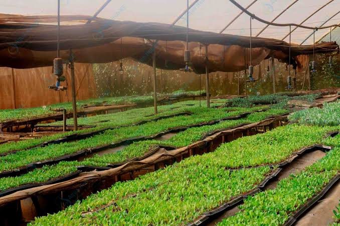 Healthy seedlings growing in a nursery